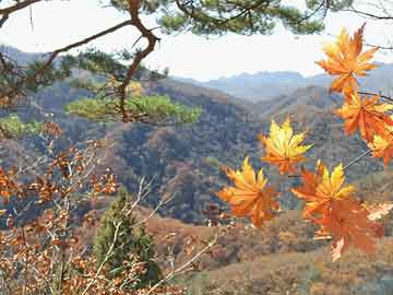 田牧集团上市最新消息全面解读与分析